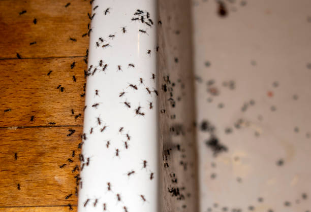 Best Pest Control Cost  in Hoopa, CA