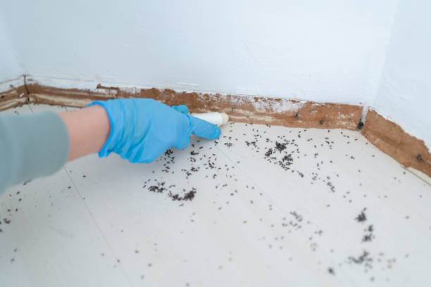 Wasp Removal Services in Hoopa, CA